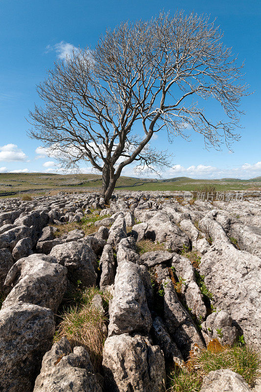 Lone tree, Malham Lings，北约克郡，英国